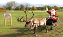 Real reindeer with authentic sleigh. A professional handler provides a history, an appreciation of conserving the species & invites guests to 'pet' the animals.